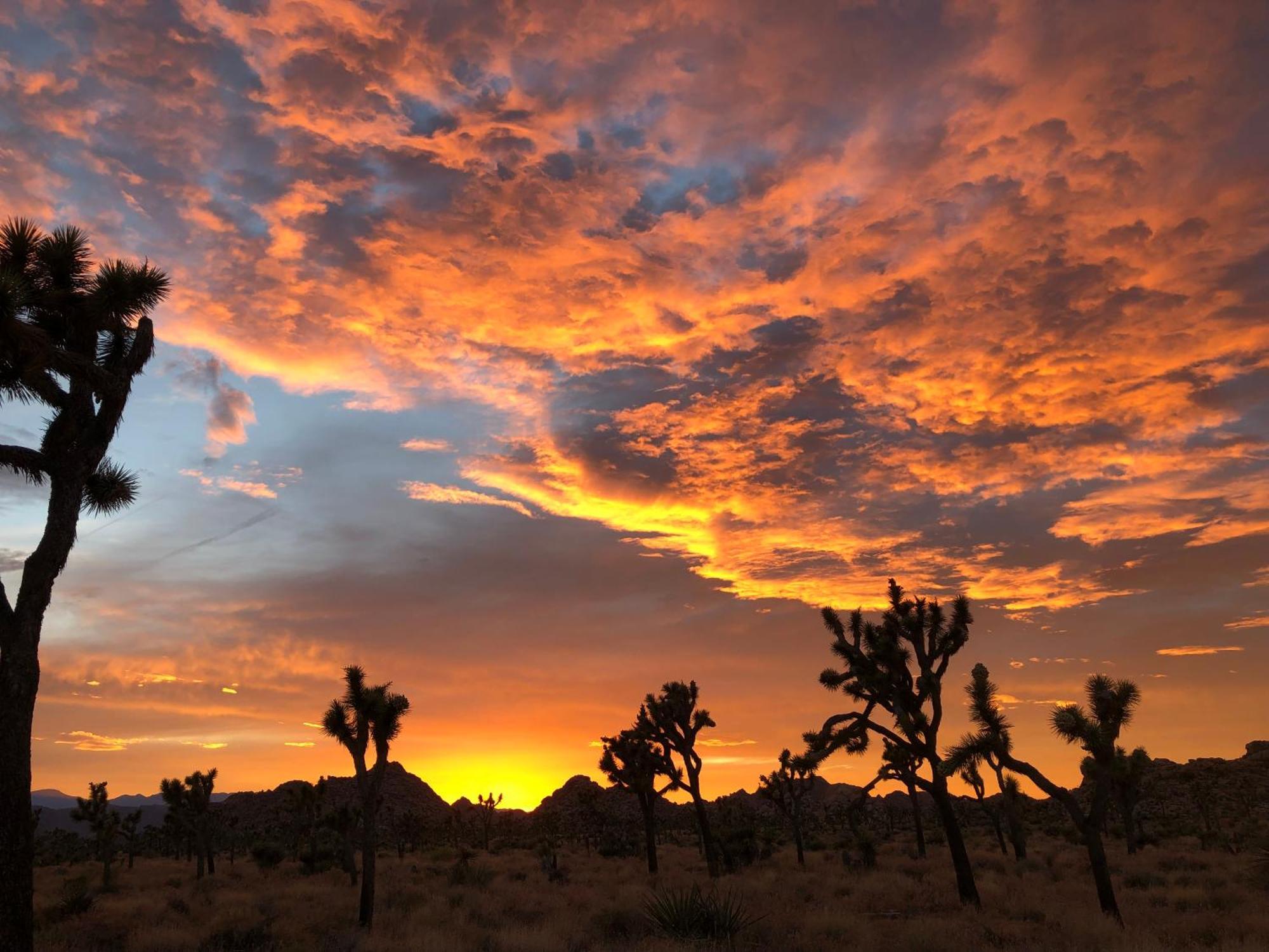 Cozy Desert Retreat With Amazing Views Only 4 Miles To Jtnp Джошуа Три Екстериор снимка