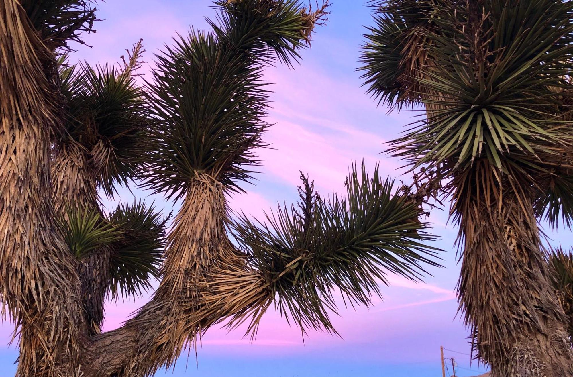 Cozy Desert Retreat With Amazing Views Only 4 Miles To Jtnp Джошуа Три Екстериор снимка